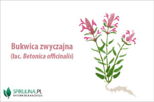 Bukwica zwyczajna