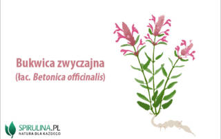 Bukwica zwyczajna