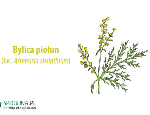 Bylica piołun