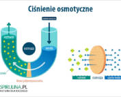 Ciśnienie osmotyczne