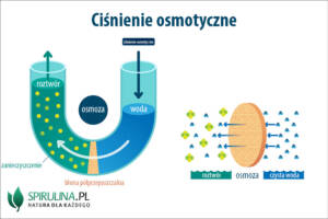 Ciśnienie osmotyczne