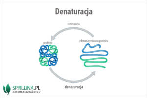 Denaturacja