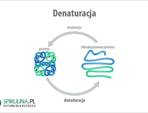 Denaturacja