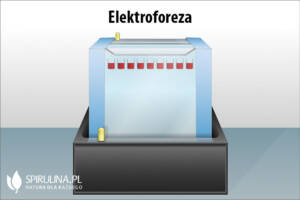 Elektorforeza