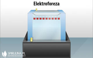 Elektorforeza