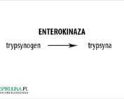 Enterokinaza