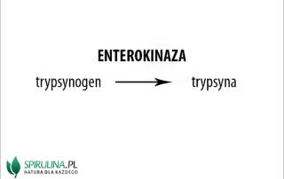 Enterokinaza