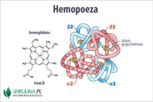 Hemopoeza