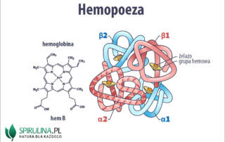 Hemopoeza