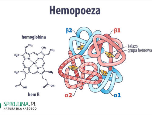 Hemopoeza