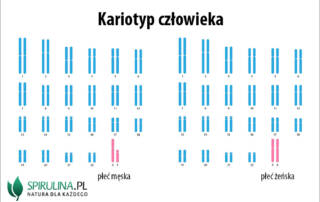 Kariotyp