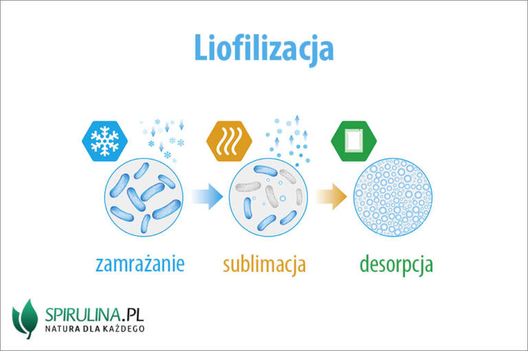 Liofilizacja - algi Spirulina i Chlorella