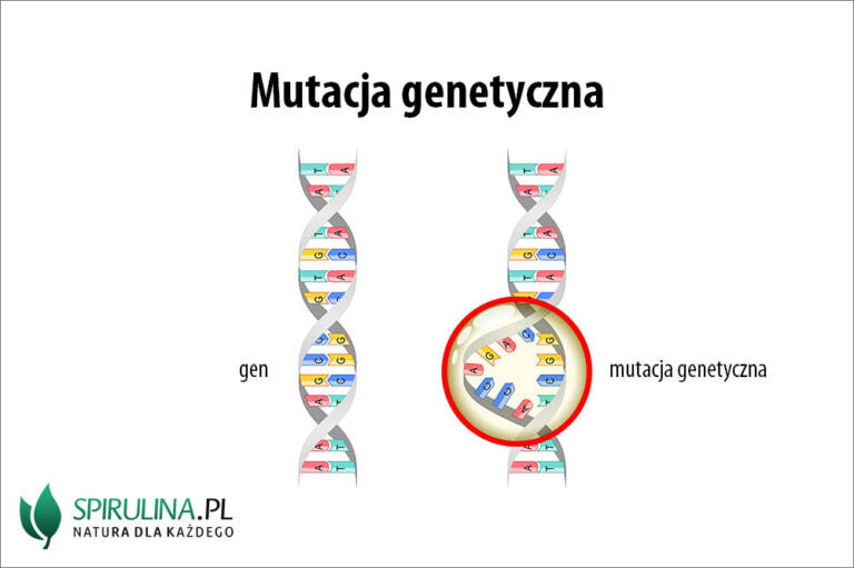 Mutacja genetyczna - algi Spirulina i Chlorella