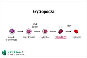 Retikulocyt