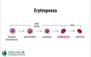 Retikulocyt