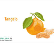 tangelo