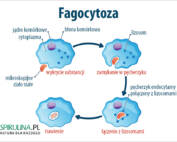 Fagocytoza