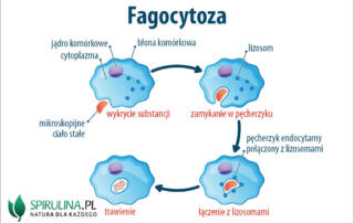 Fagocytoza