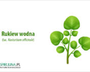 Rukiew wodna