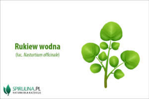 Rukiew wodna