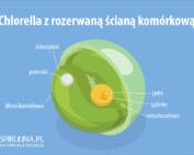 Chlorella z rozerwaną ścianą komórkową