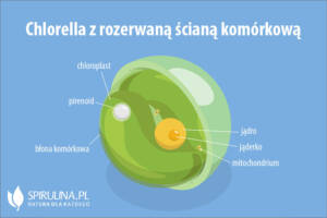 Chlorella z rozerwaną ścianą komórkową