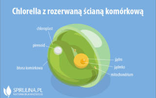 Chlorella z rozerwaną ścianą komórkową