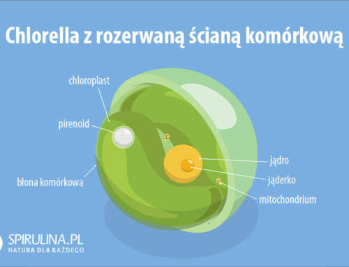 Chlorella z rozerwaną ścianą komórkową