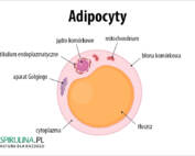 apidocyty