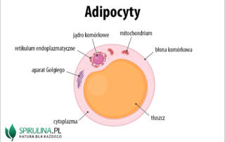 apidocyty