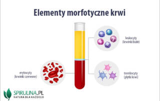 Elementy morfotyczne krwi