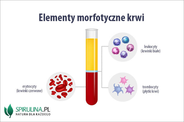 Elementy morfotyczne krwi - algi Spirulina i Chlorella