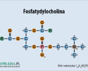 Fosfatydylocholina