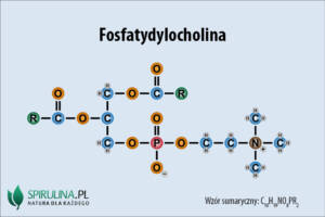 Fosfatydylocholina
