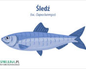 Śledzie