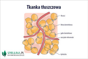 tkanka tłuszczowa