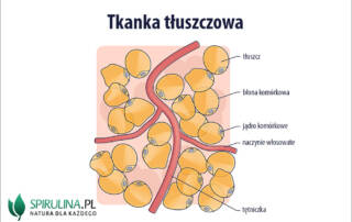 tkanka tłuszczowa