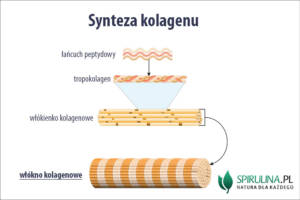 Włókna kolagenowe