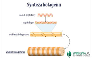 Włókna kolagenowe