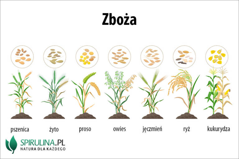 Zboża - algi Spirulina i Chlorella