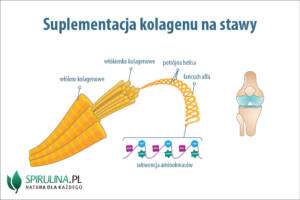 suplementacja kolagenu na stawy 