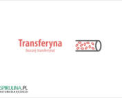 Transferyna