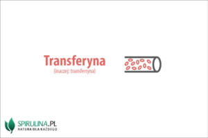 Transferyna