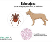 Babeszjoza