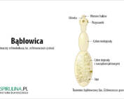 Bąblowica