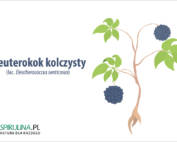 Eleuterokok kolczysty