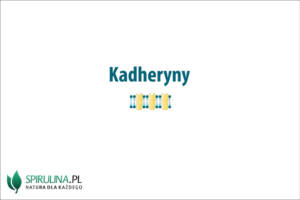 kadheryny