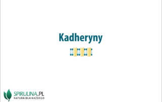 kadheryny