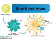 Komórki dendrytyczne