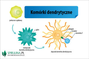 Komórki dendrytyczne